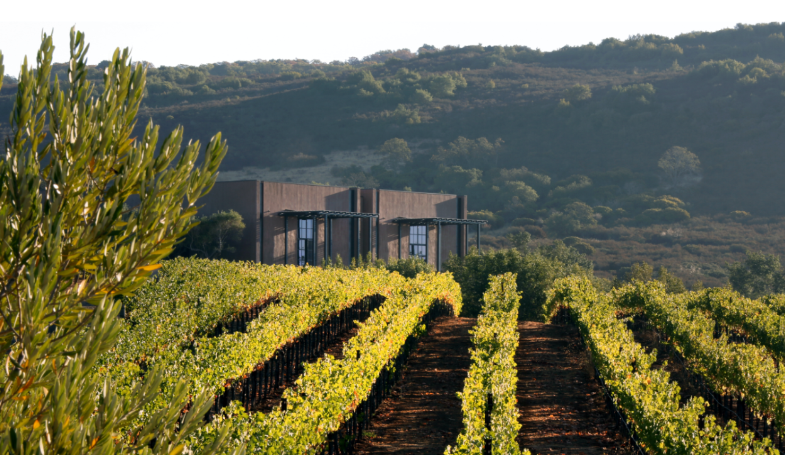 Continuum Estate Vineyard and Winery