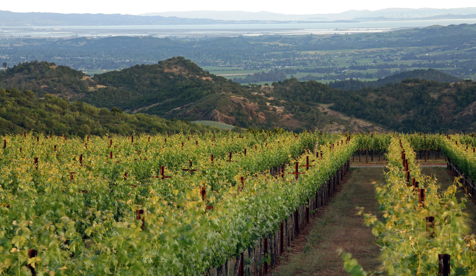 Continuum Estate Vines and Views from Sage Mountain Vineyard