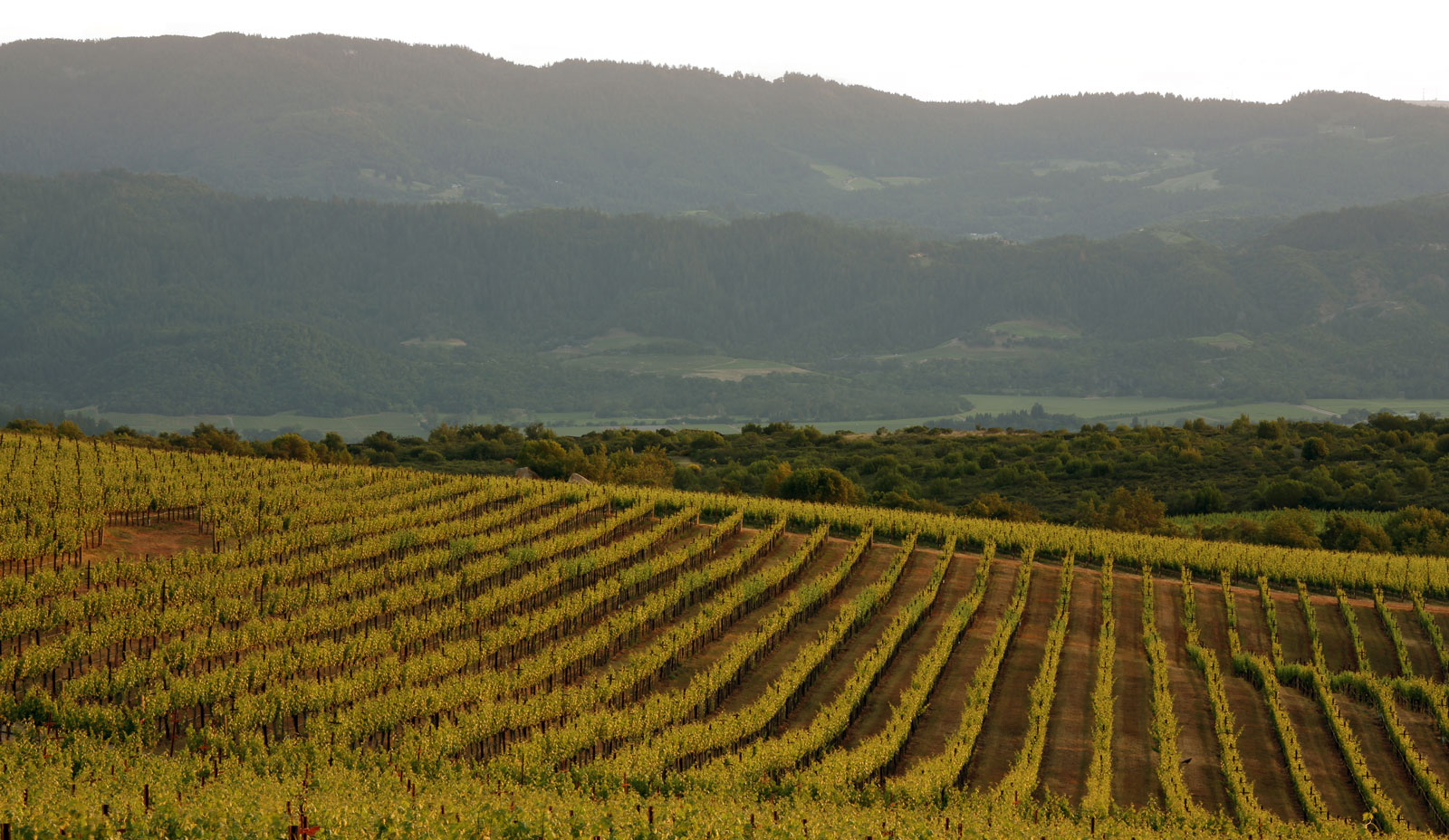 Continuum Estate Rows of Vines at Sage Mountain Vineyard
