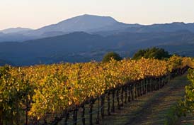 View of Mount St. Helena from Continuum Estate